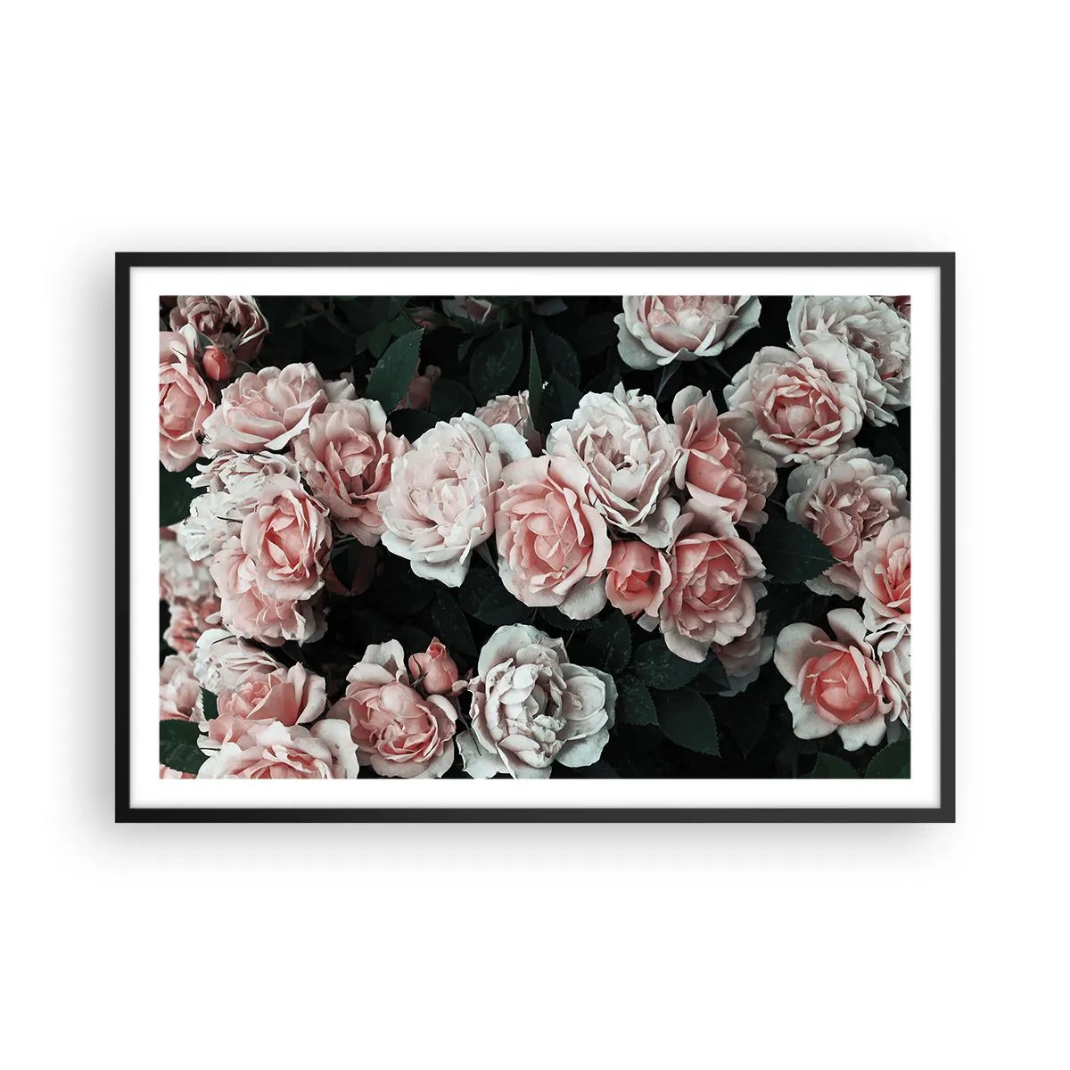 Póster en marco negro - Conjunto de rosas - 91x61 cm