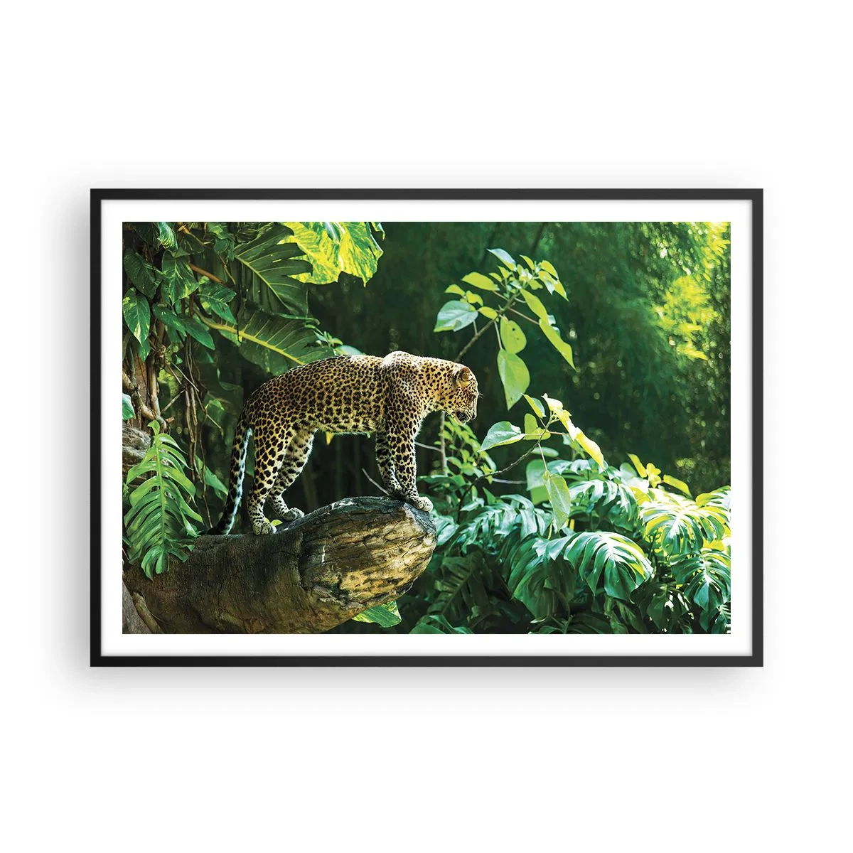 Póster en marco negro - Un leopardo de pie sobre una roca rodeado de vegetación tropical. - 100x70cm - ¿A la caza? - Decoración de pared moderna para salón y dormitorio ARTTOR