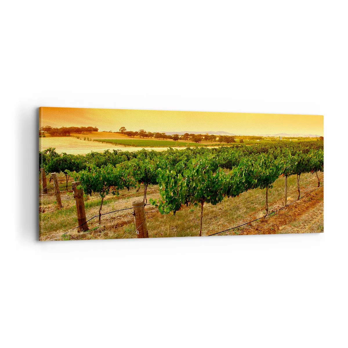 Cuadro sobre lienzo - Impresión de Imagen - Un trago del sol - 100x40 cm
