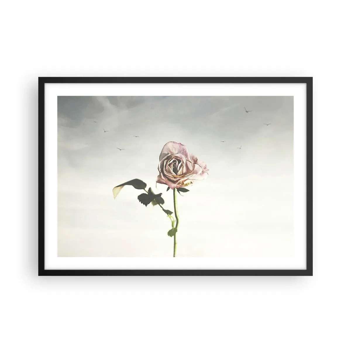 Póster en marco negro - Una delicada rosa contra un cielo brillante con pájaros volando. - 70x50cm - Bienvenida a la primavera - Decoración de pared moderna para salón y dormitorio ARTTOR