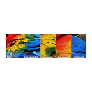 Muestra de fotomural Premium Sand - Ave del paraíso - plumas de colores, plumas de loro, animales - 100x30 cm