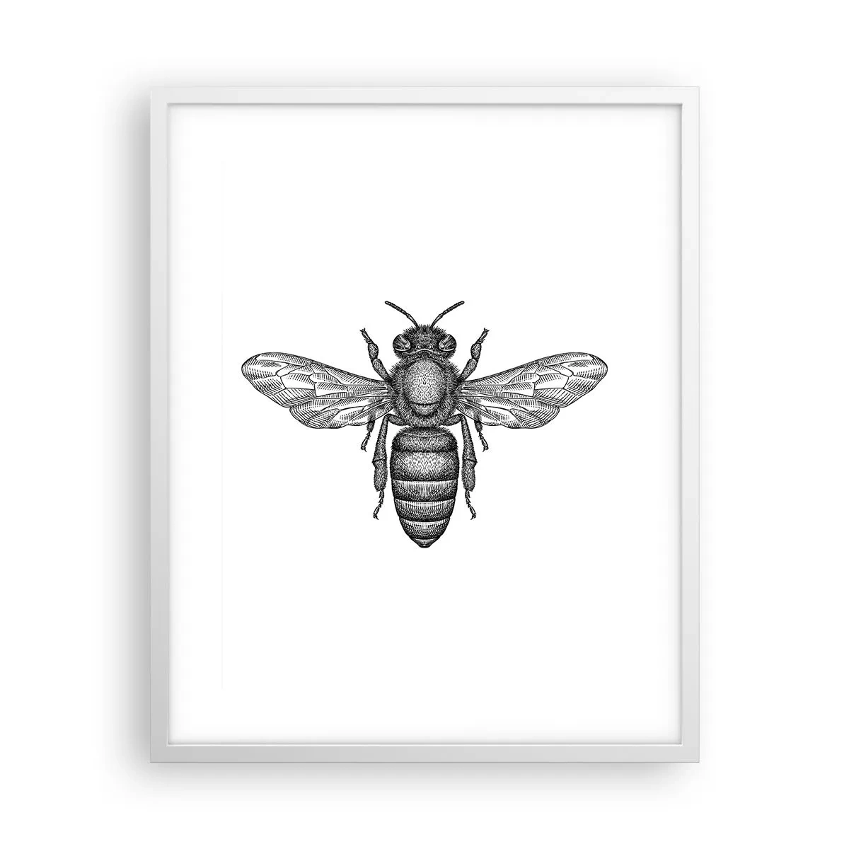 Póster en marco blanco - Retrato de insecto - 40x50 cm