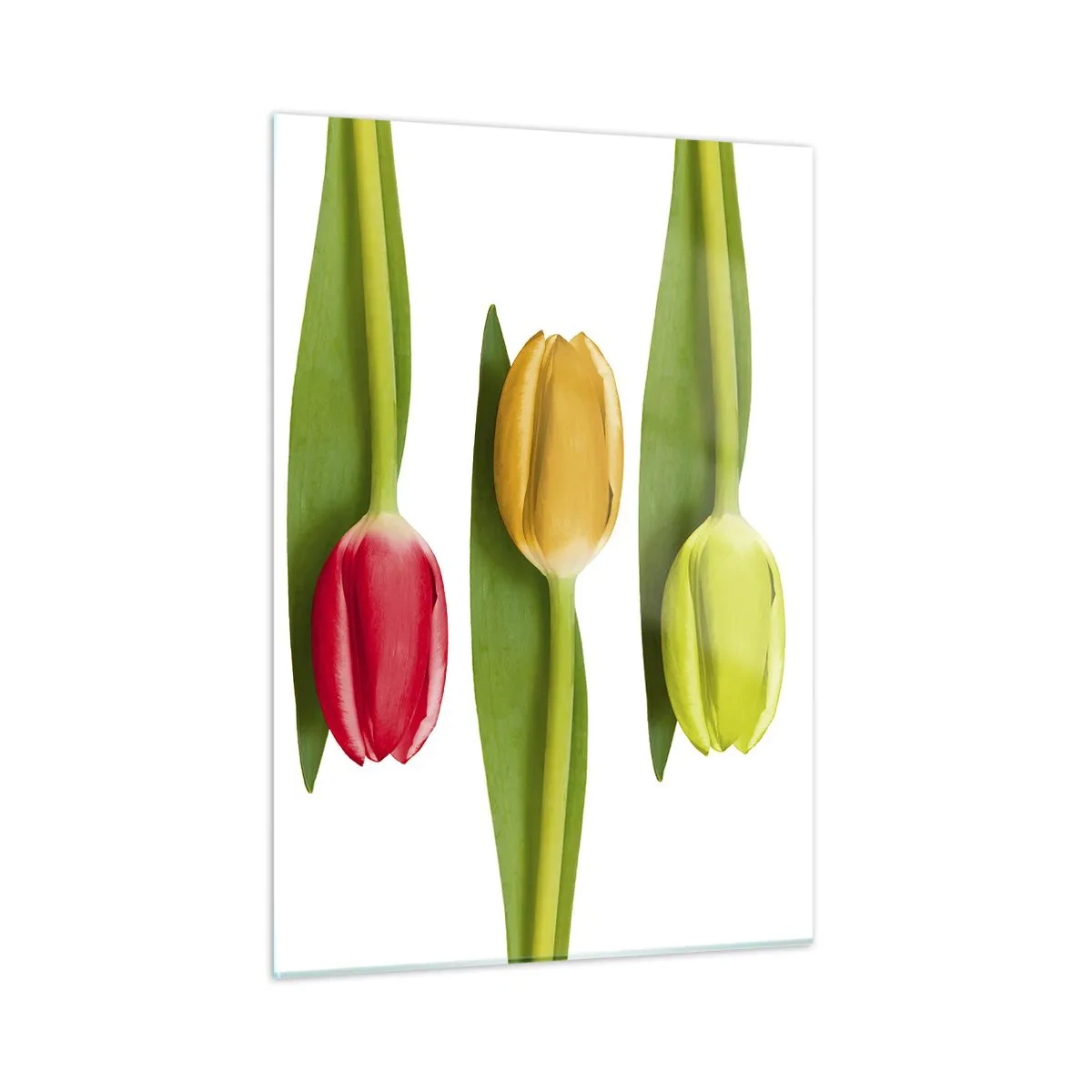Cuadro sobre vidrio - Impresiones sobre Vidrio - Tulipanes coloridos dispuestos sobre un fondo blanco. - 50x70cm - Composición del arco iris - Decoración de pared moderna para salón y dormitorio ARTTOR