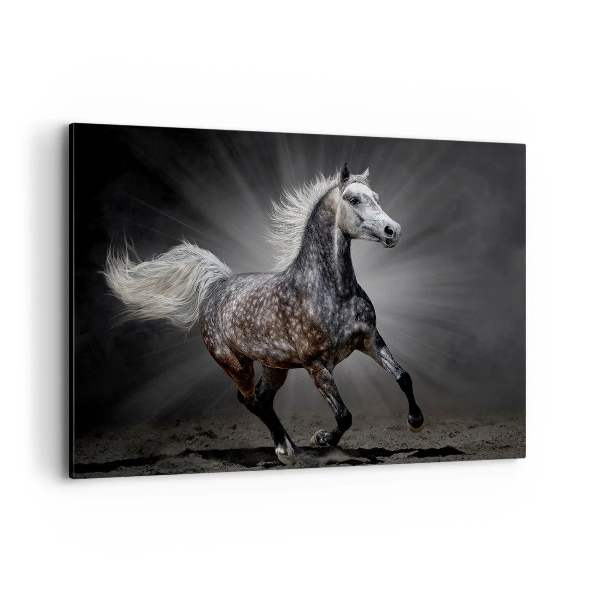 Cuadro sobre lienzo - Impresión de Imagen - Un caballo blanco galopando sobre un fondo oscuro. - 100x70cm - El gris es hermoso - Decoración de pared moderna para salón y dormitorio ARTTOR
