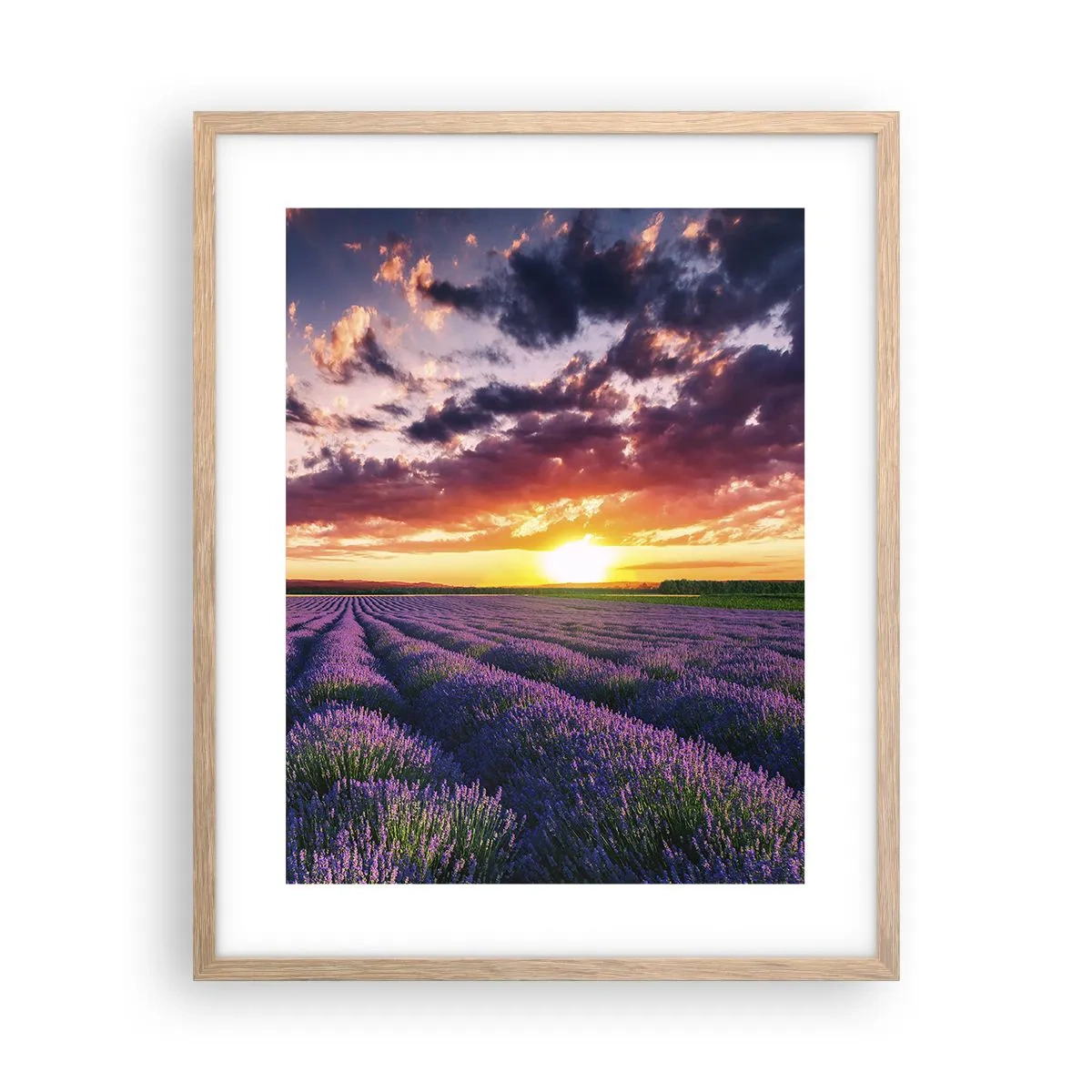 Póster en marco roble claro - El mundo de la lavanda - 40x50 cm
