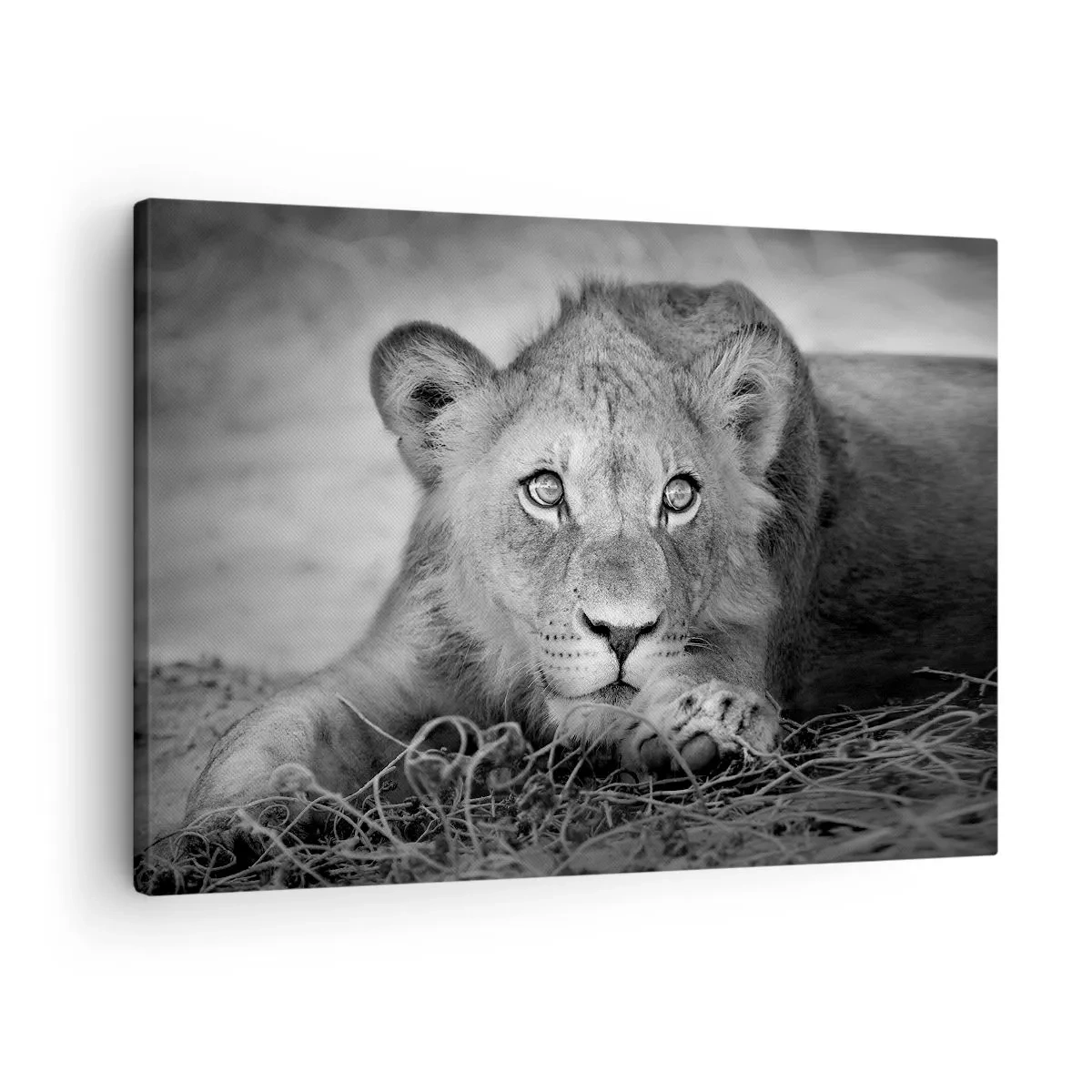 Cuadro sobre lienzo - Impresión de Imagen - Retrato monocromático de un león joven acostado - 70x50cm - Un cachorro real - Decoración de pared moderna para salón y dormitorio ARTTOR