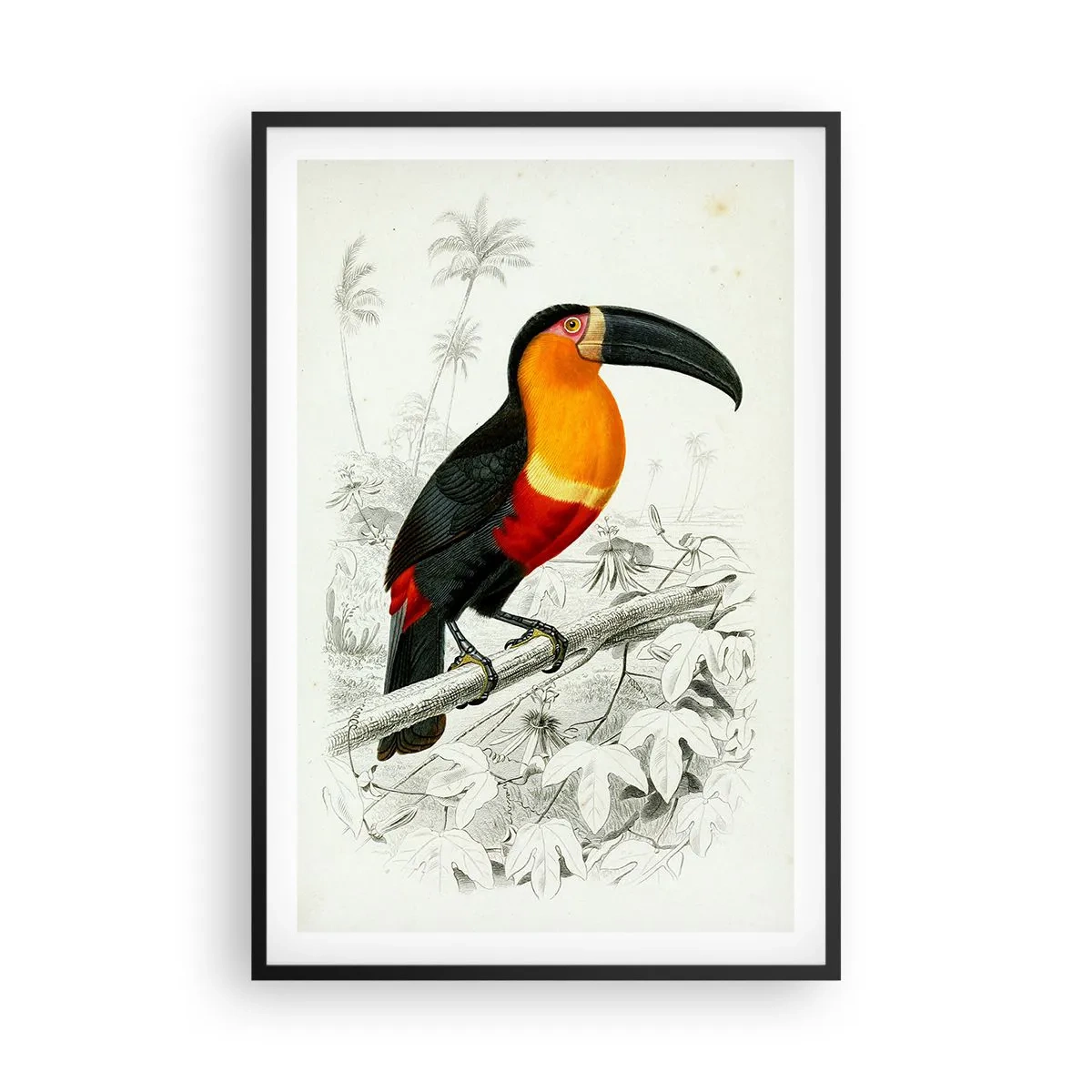 Póster en marco negro - Colores de ave - 61x91 cm