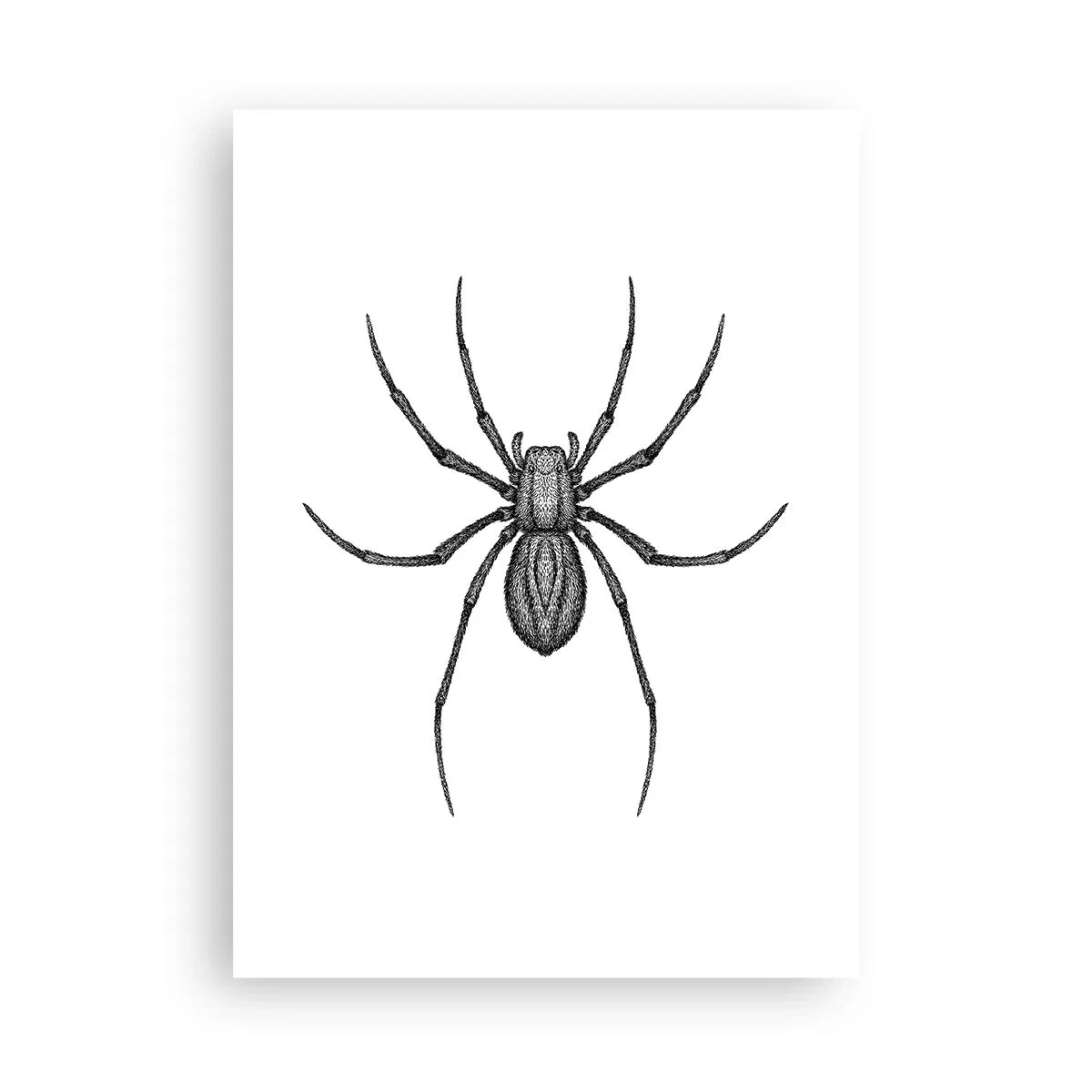 Póster - Ilustración detallada de una araña sobre un fondo blanco. - 50x70cm - Precisión inquietante - Decoración de pared moderna para salón y dormitorio ARTTOR