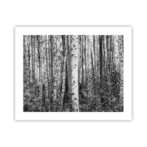 Póster - Columnas de abedules - 50x40 cm