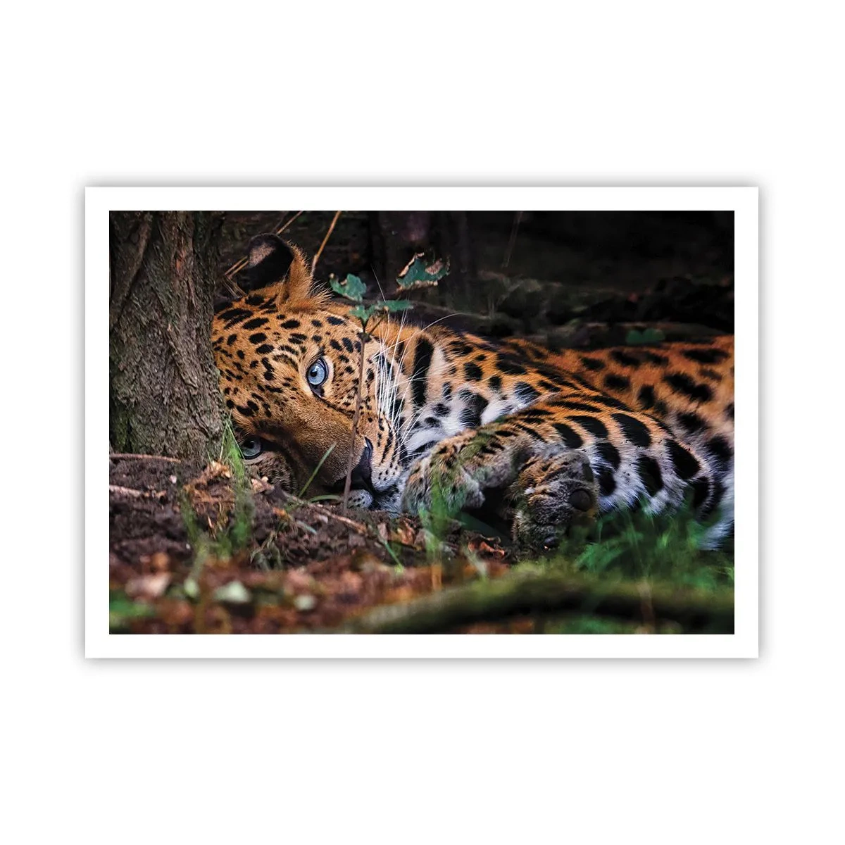 Póster - Un leopardo tumbado a la sombra de los árboles. - 100x70cm - Confía en mí - Decoración de pared moderna para salón y dormitorio ARTTOR