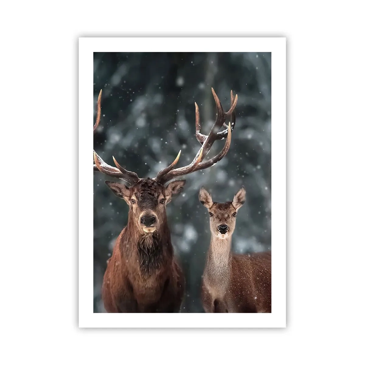 Póster - Una pareja de ciervos con el telón de fondo de un bosque invernal. - 50x70cm - El señor y la señora del bosque - Decoración de pared moderna para salón y dormitorio ARTTOR