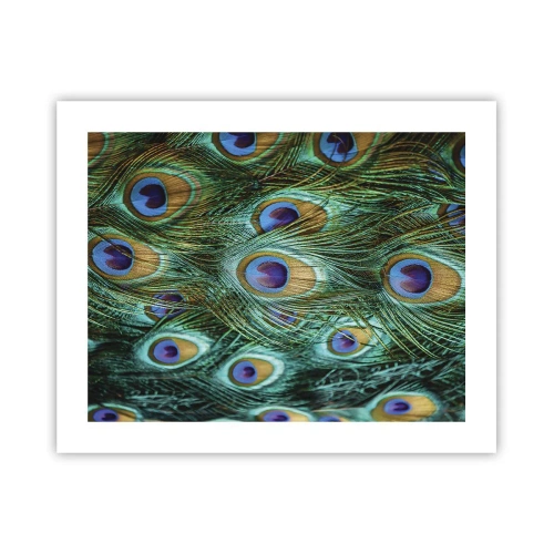 Póster - Mirada de pavo real - 50x40 cm