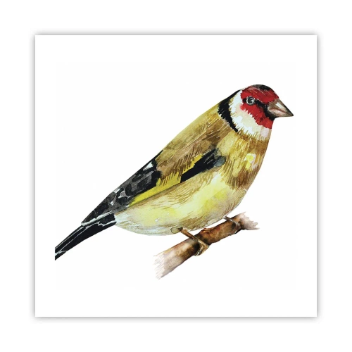 Póster - Retrato de pájaro - 50x50 cm