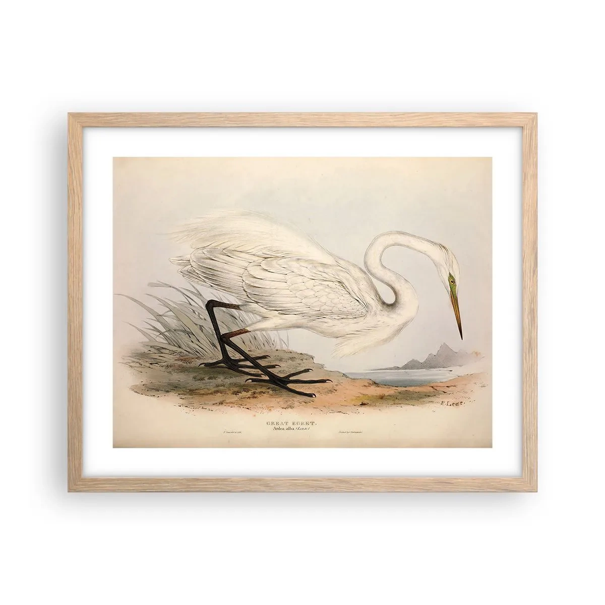 Póster en marco roble claro - Dama de los juncos - 50x40 cm