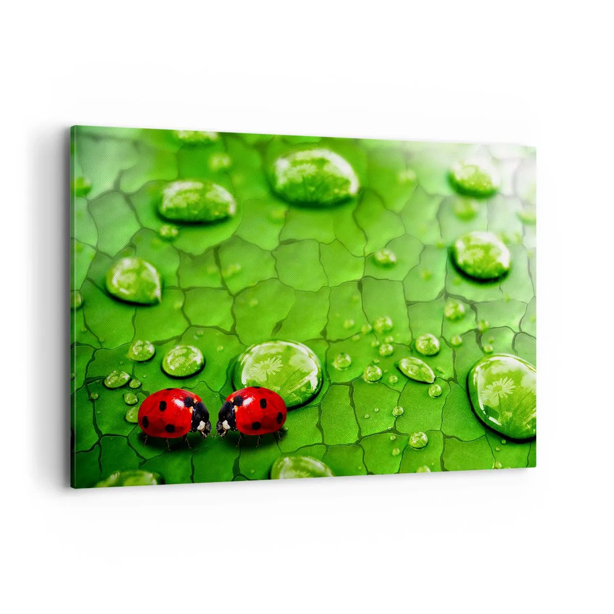 Cuadro sobre lienzo - Impresión de Imagen - Dos mariquitas en una hoja con gotas de agua en fotografía macro - 120x80cm - Reunión sobre verde - Decoración de pared moderna para salón y dormitorio ARTTOR