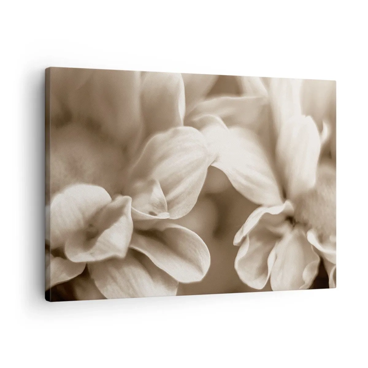 Cuadro sobre lienzo - Impresión de Imagen - Primer plano de flores en un delicado tono sepia con contornos suaves. - 70x50cm - Suave como una sonrisa - Decoración de pared moderna para salón y dormitorio ARTTOR