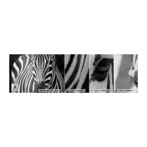 Muestra de fotomural Premium Canvas - El mundo es blanco y negro - animales, costillas, En blanco y negro - 100x30 cm