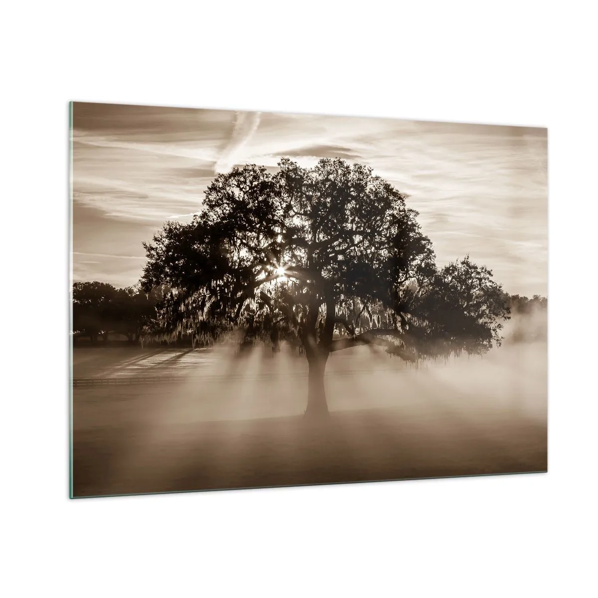 Cuadro sobre vidrio - Impresiones sobre Vidrio - Un árbol en la niebla de la mañana con rayos de sol brillando a través de las ramas. - 100x70cm - Un árbol de buenas noticias - Decoración de pared moderna para salón y dormitorio ARTTOR