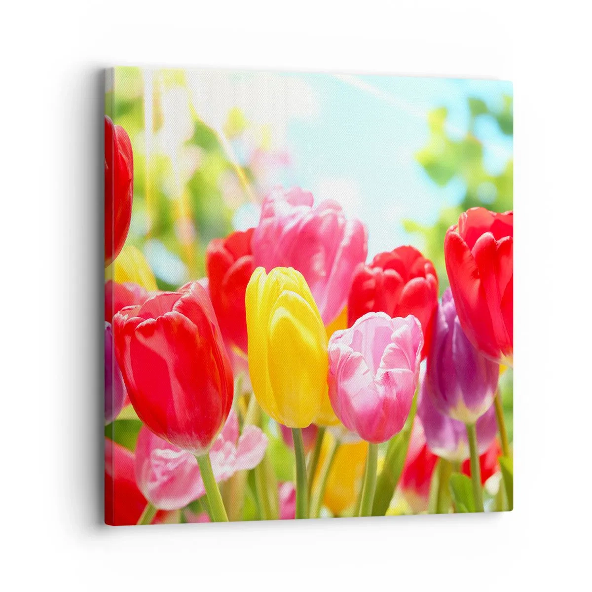 Cuadro sobre lienzo - Impresión de Imagen - Somos nosotros, ¡los colores de mayo! - 30x30 cm