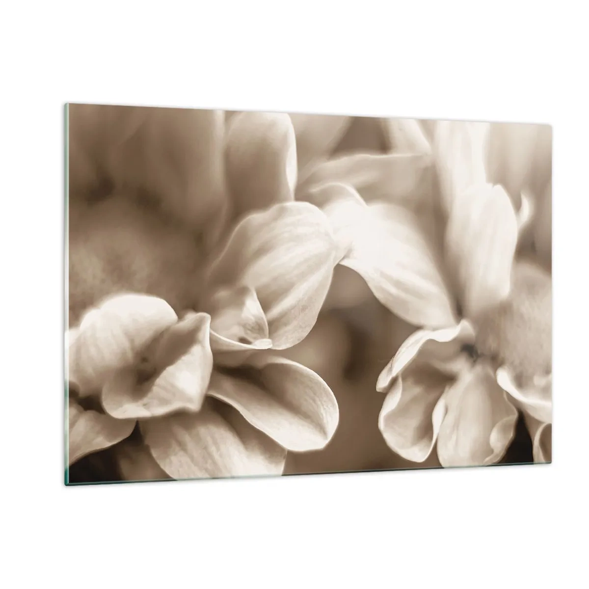 Cuadro sobre vidrio - Impresiones sobre Vidrio - Fotografía macro de pétalos de flores claras en sepia. - 120x80cm - Suave como una sonrisa - Decoración de pared moderna para salón y dormitorio ARTTOR
