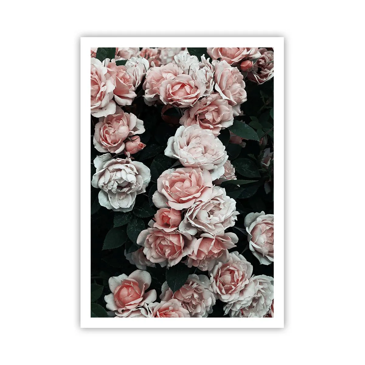 Póster - Conjunto de rosas - 70x100 cm
