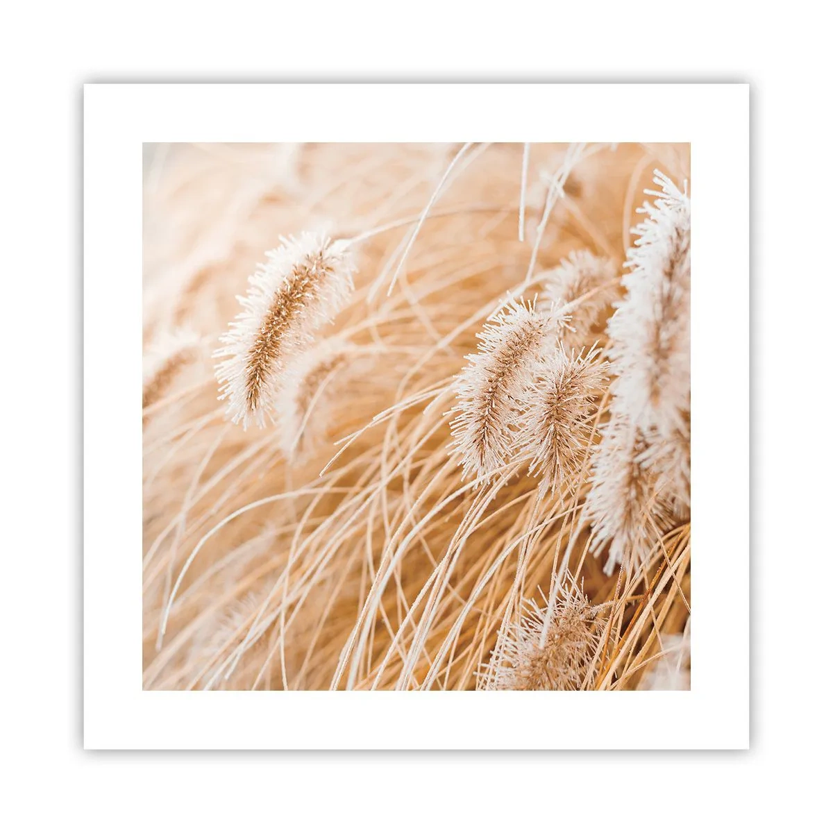 Póster - El dorado susurro de las hierbas - 40x40 cm