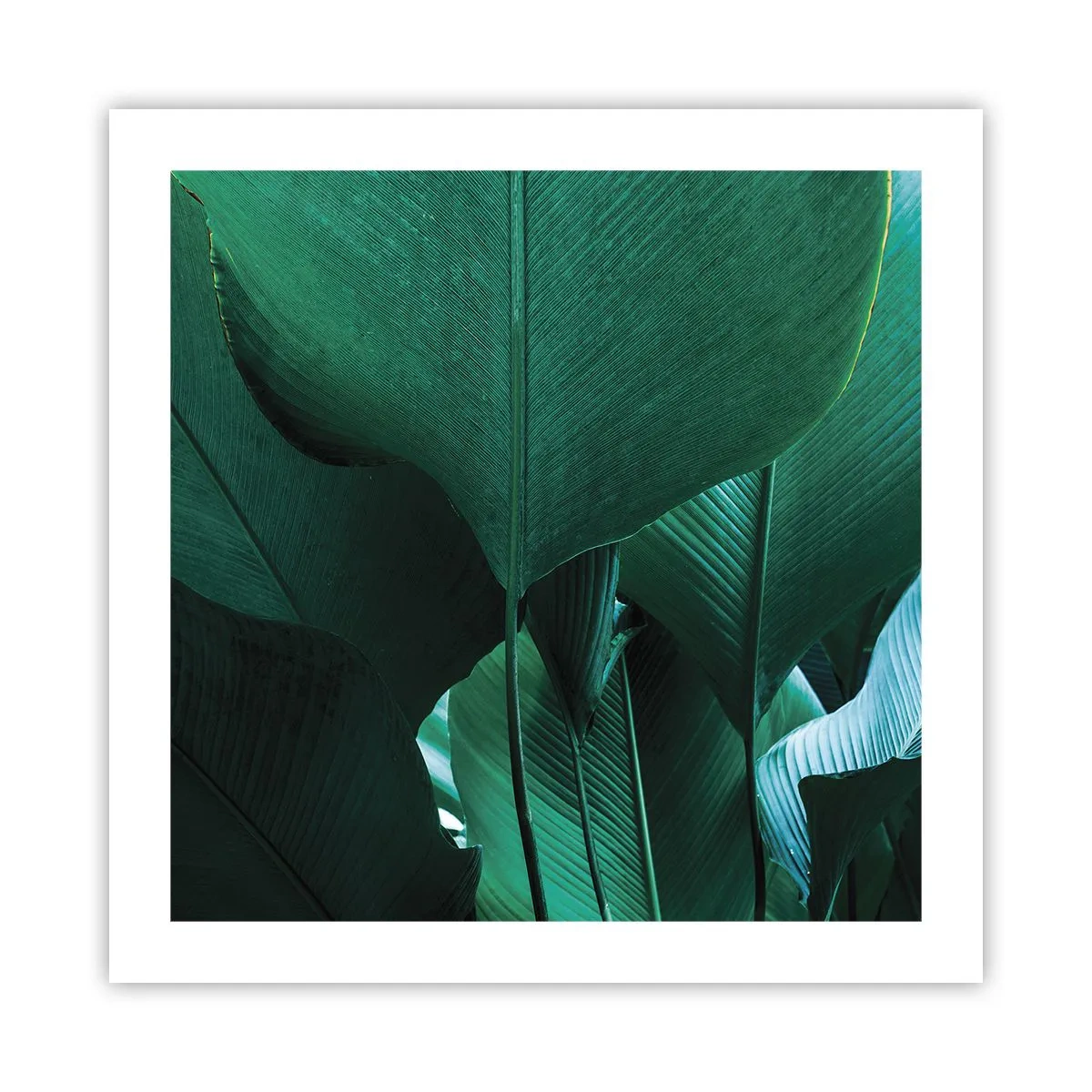 Póster - De cara a la luz - 50x50 cm