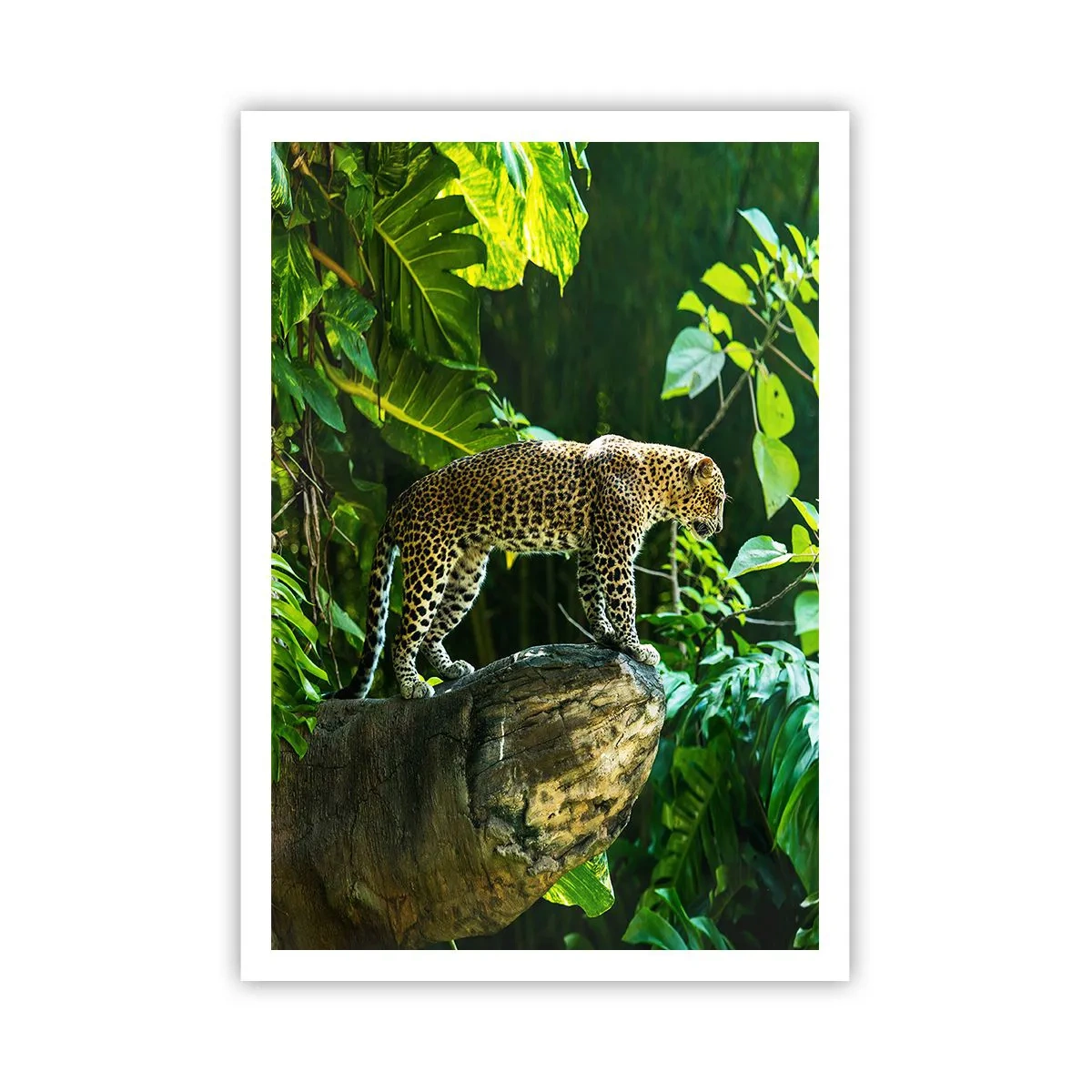 Póster - ¿A la caza? - 70x100 cm
