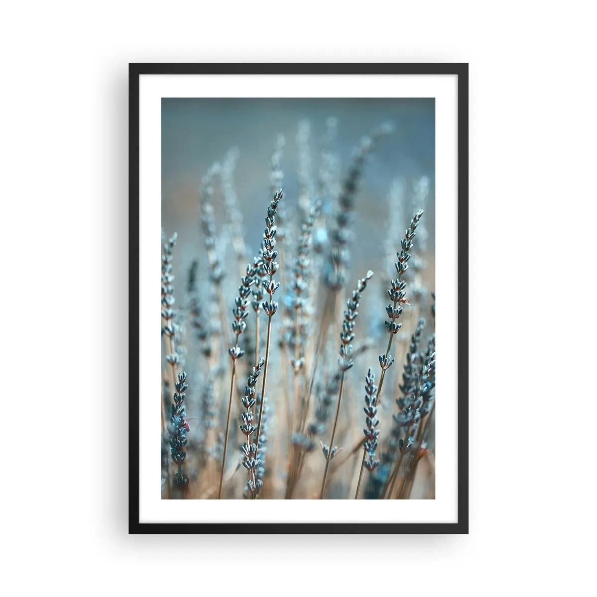 Póster en marco negro - Delicadas flores de lavanda sobre un fondo pastel. - 50x70cm - Fragante pasto - Decoración de pared moderna para salón y dormitorio ARTTOR