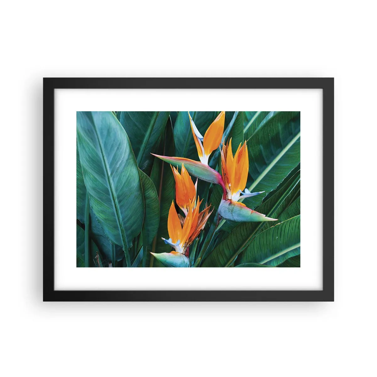 Póster en marco negro - ¿Es una flor o es un pájaro? - 40x30 cm