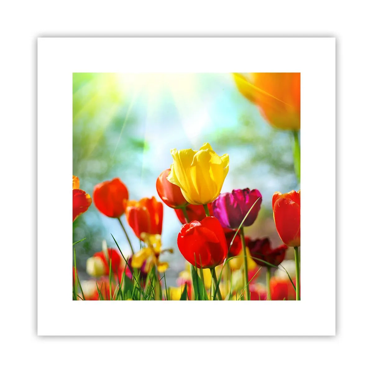 Póster - Todos los tonos del sol - 30x30 cm
