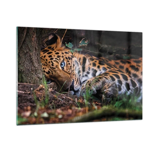 Cuadro sobre vidrio - Impresiones sobre Vidrio - Un jaguar tendido en el suelo, mirando tranquilamente a la cámara. - 120x80cm - Confía en mí - Decoración de pared moderna para salón y dormitorio ARTTOR