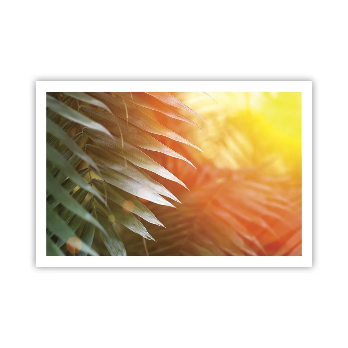 Póster - Mañana en la selva - 91x61 cm