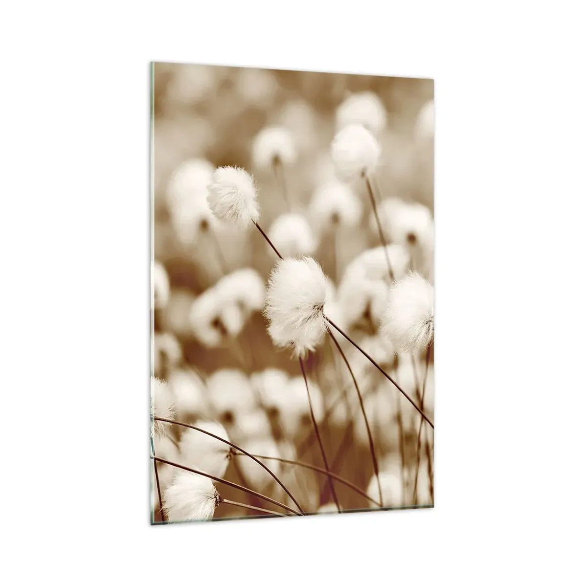 Cuadro sobre vidrio - Impresiones sobre Vidrio - Un campo de delicadas plantas en tonos sepia. - 80x120cm - Un mullido colchón - Decoración de pared moderna para salón y dormitorio ARTTOR