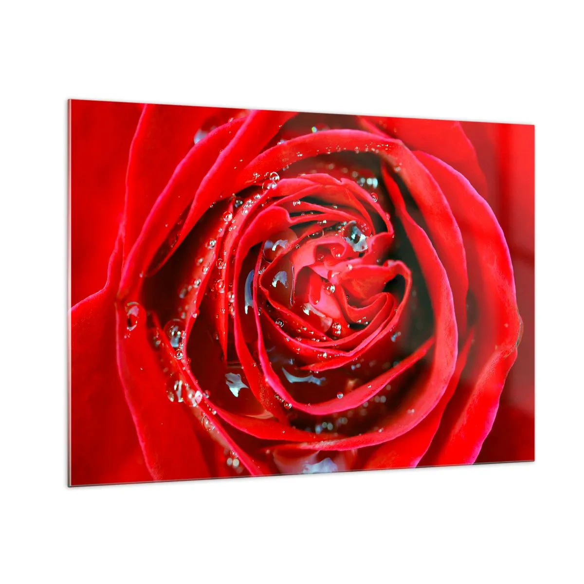 Cuadro sobre vidrio - Impresiones sobre Vidrio - Primer plano de una rosa roja con gotas de rocío. - 100x70cm - En gotas de rocío - Decoración de pared moderna para salón y dormitorio ARTTOR