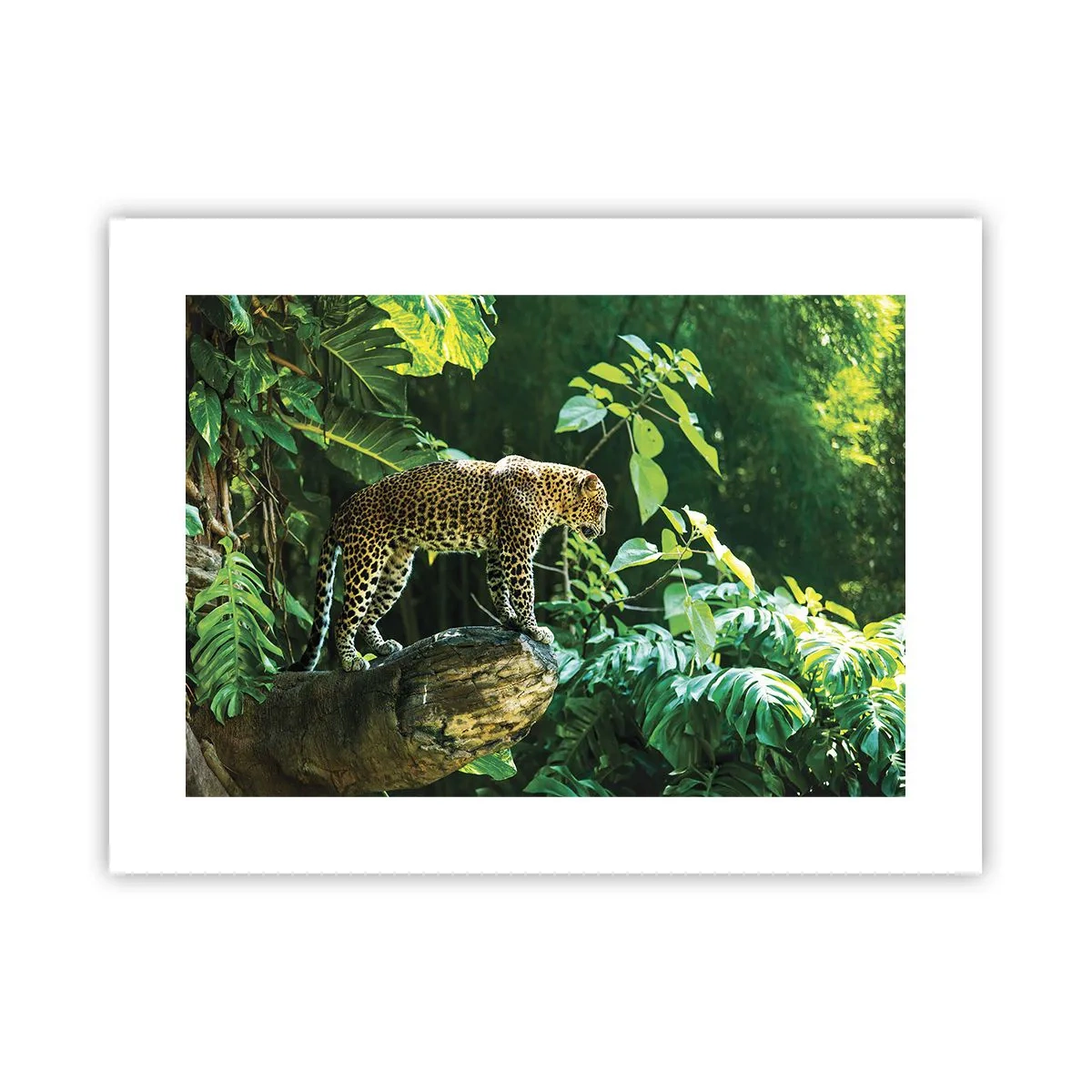 Póster - ¿A la caza? - 40x30 cm