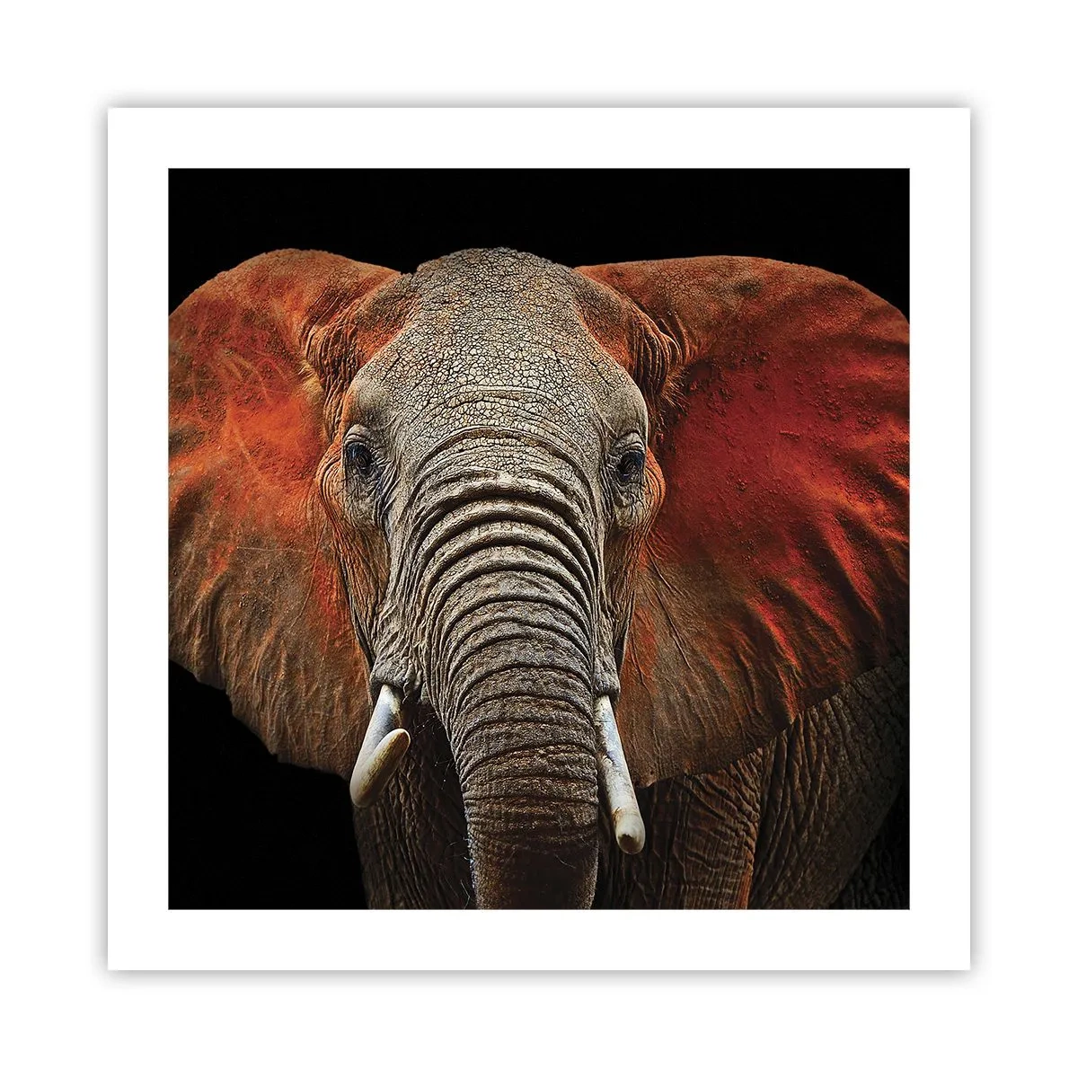 Póster - Soy salvaje, ¿y tú? - 50x50 cm