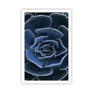 Póster - Flor del desierto - 61x91 cm