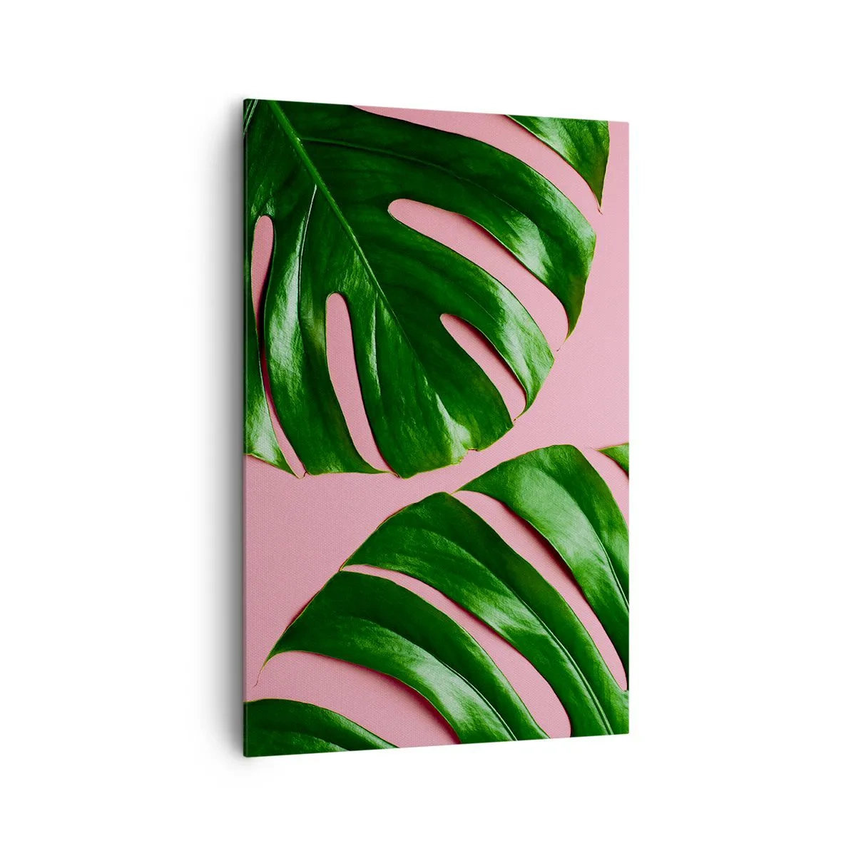 Cuadro sobre lienzo - Impresión de Imagen - Hojas de monstera verde sobre un fondo rosa - 80x120cm - Cita con el verde - Decoración de pared moderna para salón y dormitorio ARTTOR