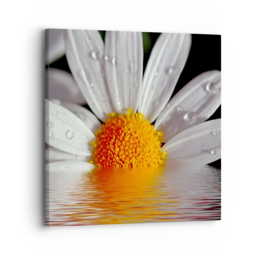 Cuadro sobre lienzo - Impresión de Imagen - El sol naciente de una margarita - 30x30 cm