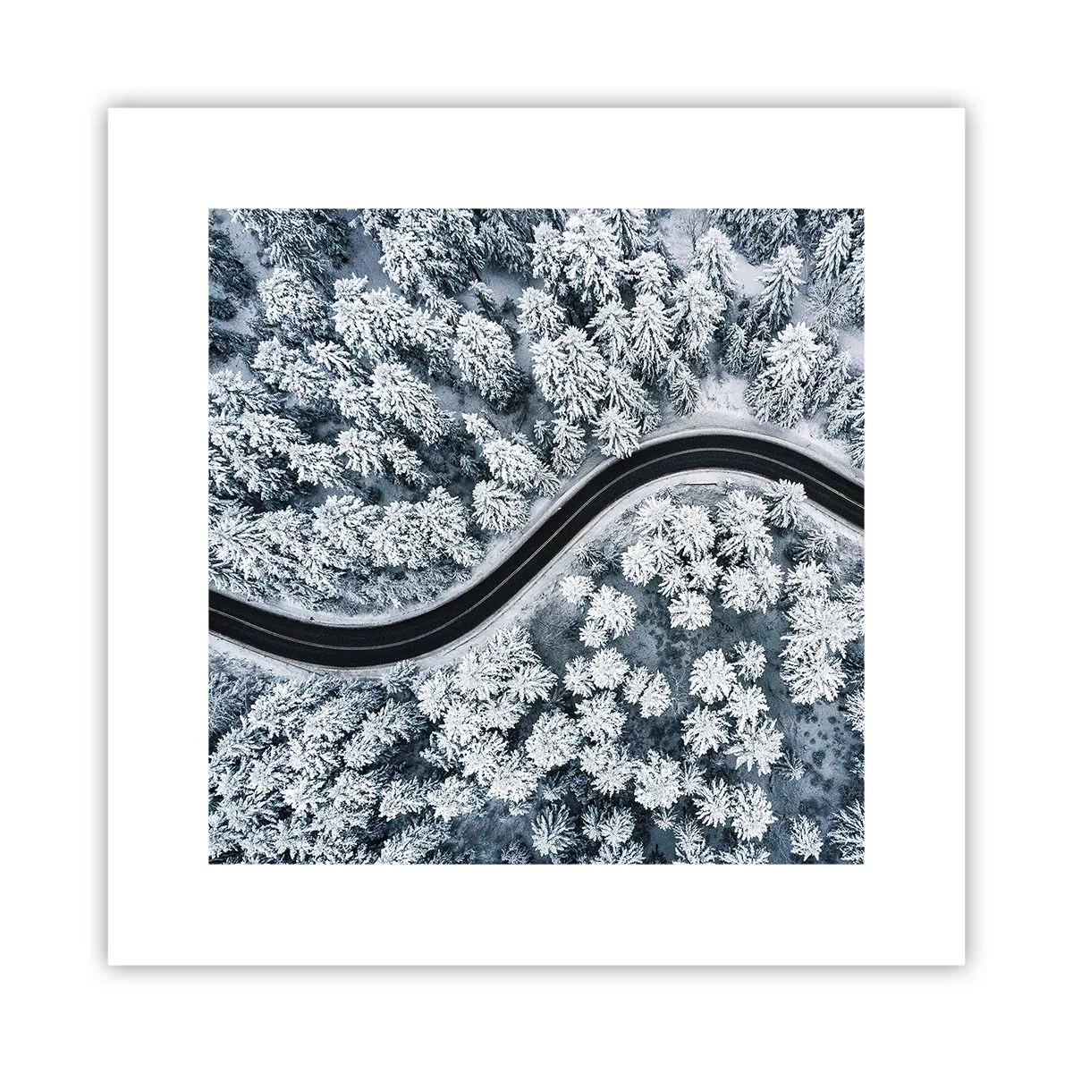 Póster - A través de un bosque invernal - 30x30 cm