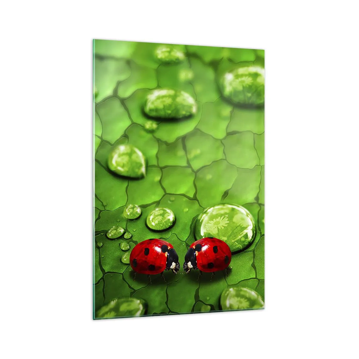 Cuadro sobre vidrio - Impresiones sobre Vidrio - Dos mariquitas en una hoja con gotas de agua en fotografía macro - 70x100cm - Reunión sobre verde - Decoración de pared moderna para salón y dormitorio ARTTOR