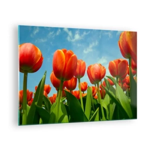 Cuadro sobre vidrio - Impresiones sobre Vidrio - Un campo de tulipanes rojos bajo un cielo azul. - 70x50cm - Excepto el cielo azul no necesitan nada en la vida - Decoración de pared moderna para salón y dormitorio ARTTOR