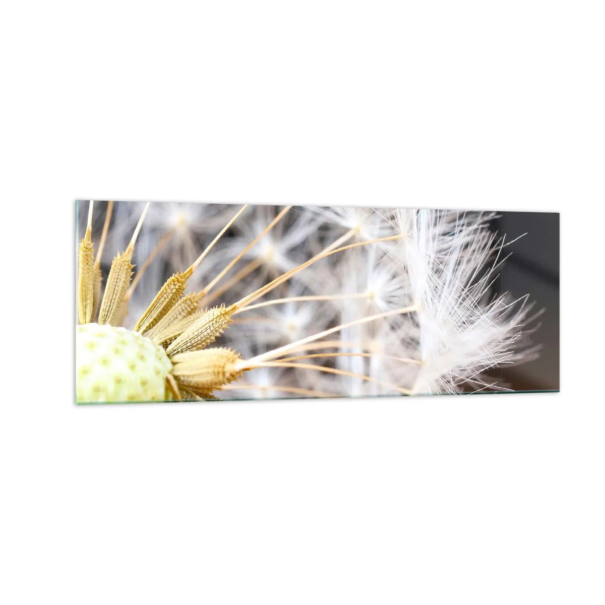 Cuadro sobre vidrio - Impresiones sobre Vidrio - Fotografía macro de un diente de león con semillas delicadas. - 140x50cm - Justo antes de volar - Decoración de pared moderna para salón y dormitorio ARTTOR