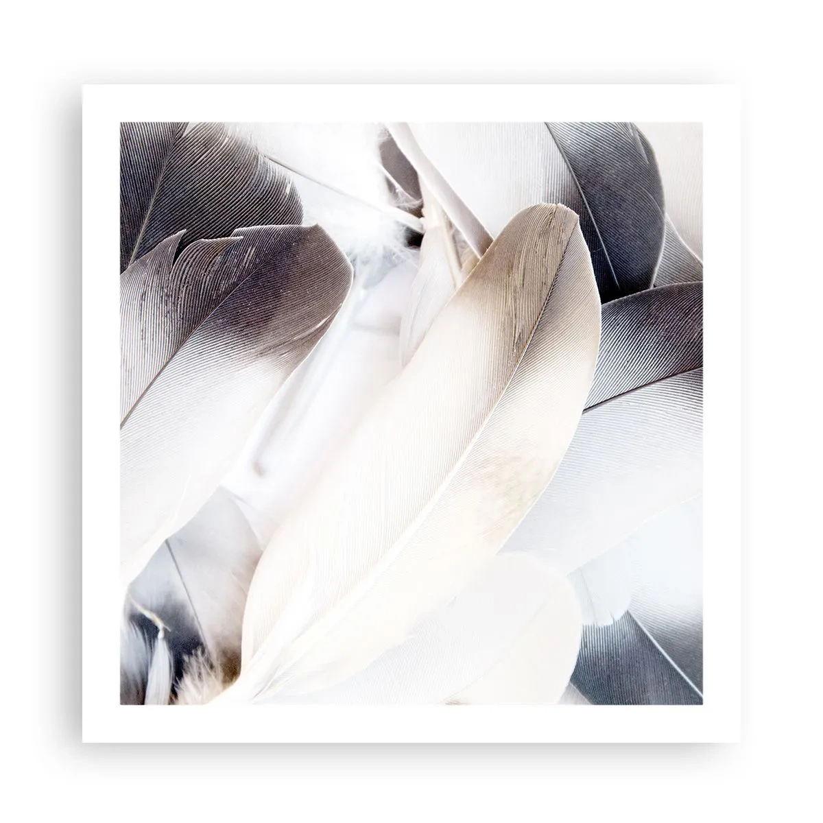 Póster - Casi angelical - 60x60 cm