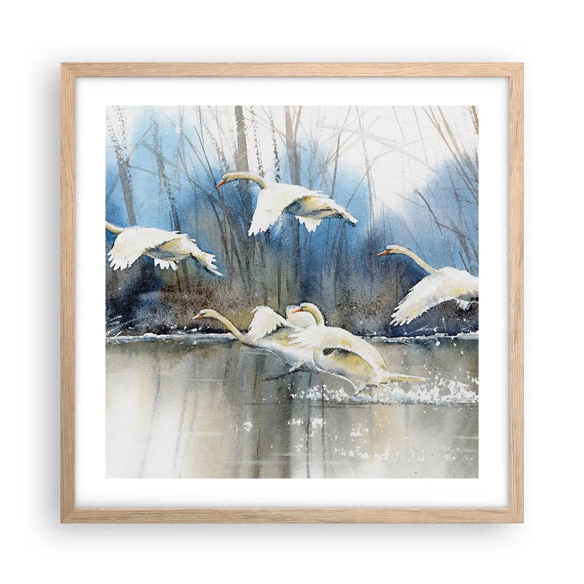 Póster en marco roble claro - Como en un cuento de cisnes salvajes - 50x50 cm