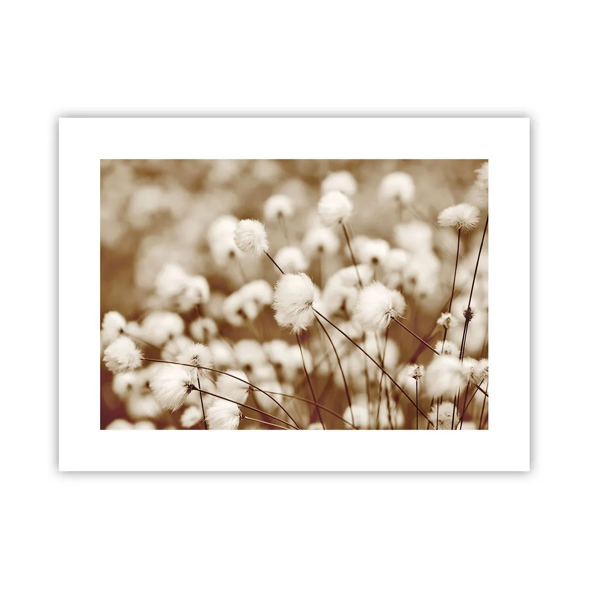 Póster - Un mullido colchón - 40x30 cm