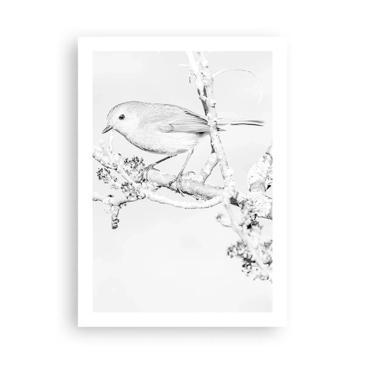 Póster - Dibujo en blanco y negro de un pájaro en una rama. - 50x70cm - Mañana de invierno - Decoración de pared moderna para salón y dormitorio ARTTOR