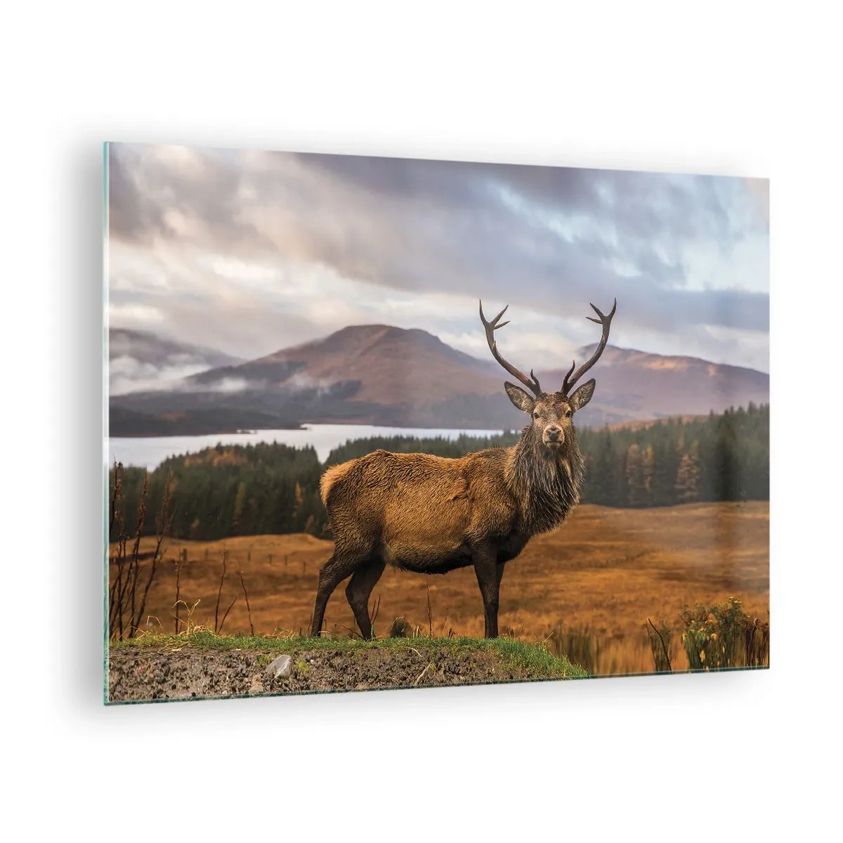 Cuadro sobre vidrio - Impresiones sobre Vidrio - Ciervos con el telón de fondo de pintorescas montañas y bosques. - 70x50cm - La majestuosidad de la naturaleza - Decoración de pared moderna para salón y dormitorio ARTTOR