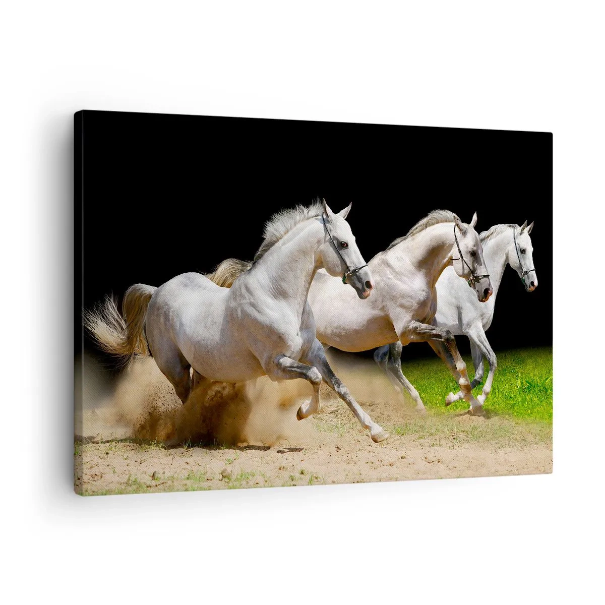 Cuadro sobre lienzo - Impresión de Imagen - Tres caballos blancos galopando sobre arena y hierba. - 70x50cm - Las tres Gracias - Decoración de pared moderna para salón y dormitorio ARTTOR